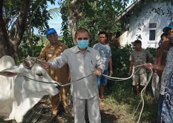 Bupati Padangpariaman Ali Mukhni hadiri pemotongan hewan qurban milik PDAM Senin, 3/8.