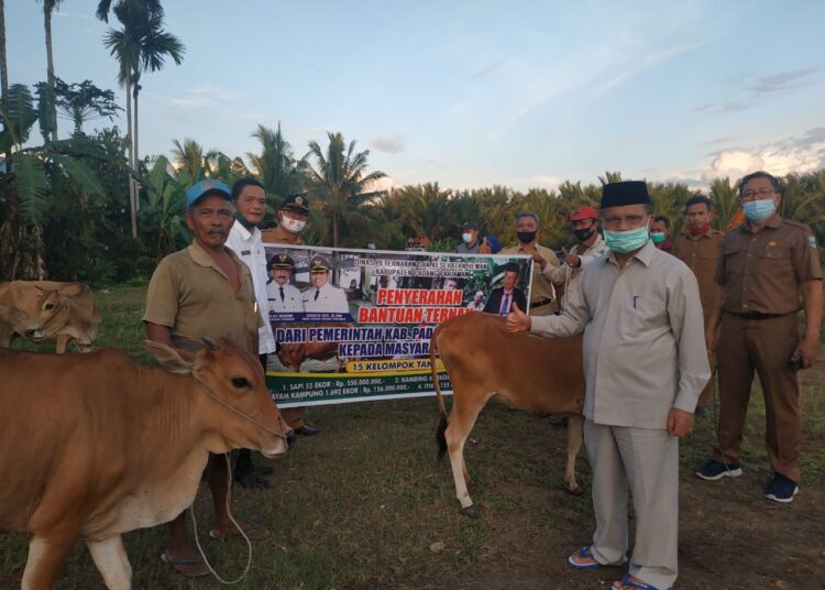 Ali Mukhni serahkan bantuan sapi kepada kelompok tani di Kuraitaji, 15/9.