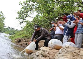 Mardison Mahyuddin melepas bibit ikan di Batang Mangau Minggu, 15/11.