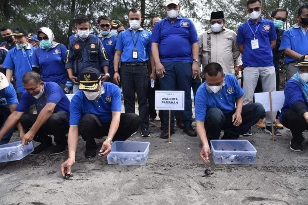 Mahyeldi bersama walikota Pariaman melepas tukik ke laut.